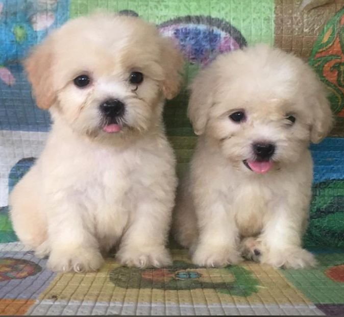 Lhassa puppies 