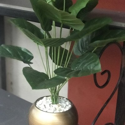 Plant with vase