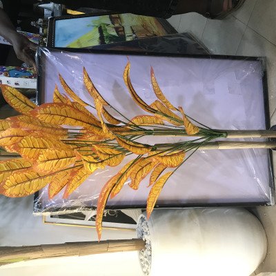 Colourful plant