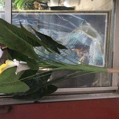 130cm  beautiful plant 