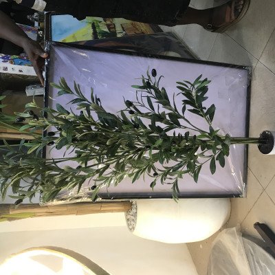 140cm  beautiful  olive plant 